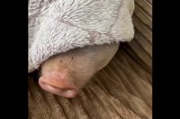 クンクン・・、この香りは・・トマト！？大好物の匂いに誘われてブタが飛び起きた！！【海外・動画】