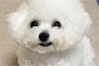 ビションフリーゼの寝ぐせ姿に反響「一口かじった綿あめみたい」「ニヒルな口元も素敵」