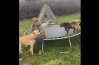 元気なヤギが飼い主さんに頭突き！？トランポリンの上でサプライズ発生！！【海外・動画】