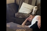 飼い主さんをからかうイタズラ好きな子猫。背後からそ〜っとタッチして猛ダッシュ！【海外・動画】