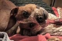 この生物の正体があなたはわかりますか？脳が混乱する！理解できればそれにしか見えなくなる不思議な画像