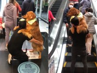 大きなゴールデンが飼い主さんに抱っこされてエスカレーター乗るその姿がかわいすぎる！！【海外・動画】