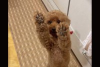 ちょーだいアピールがかわいすぎるイヌの動きに反響「これ以上伸びません〜」「肉球プニプニしたいです」