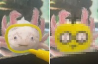 これは可愛い！じっと見つめてくるウーパールーパー！水槽越しにメイクを施したら愛らしいキャラが爆誕しました！！【アメリカ・動画】