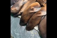 お昼寝中のアシカたち。頭が水中に沈んでいる子もいるけれど・・起き上がる気はない？【アメリカ・動画】