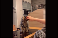 愛猫をナデナデしてたら・・。少し離れたところから睨んでいる子もいて二重でかわいい！！「ガン見ですね」「嫉妬心は少し怖い」