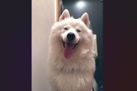 満面の笑みを浮かべるサモエドに反響。おさんぽに行けるのが分かって喜ぶのがかわいすぎる！