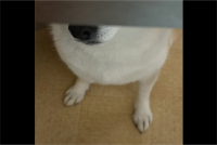 テーブルの下に潜りこんだ柴犬。飼い主さんがごはんを落とすのを狙う姿が話題に「早くごはん落とせ～と訴えてます」「一寸先は犬の口」