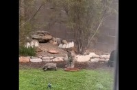 なんでついてくるの？いつまでも追いかけてくるカメにボブキャットはタジタジ！【アメリカ・動画】