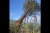 木を一本切り倒したら景色が変わった！熟練の職人がスゴ技を披露！！【アメリカ・動画】