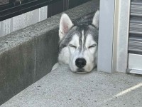 掃除中に感じた視線。飼い主さんを驚かせたシベリアンハスキーの姿に反響「かわいらしい」「びっくりしますね」