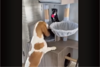 めいっぱい引っ張りすぎた？オモチャをくわえたイヌがスリングショットを放ったけれど・・【アメリカ・動画】