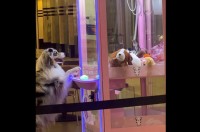 クレーンゲームに挑戦するのは・・イヌ！？器用にボタンを押してアームを操作！！【アメリカ・動画】