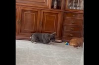 そ～っとボールに手を伸ばすフレンチブルドッグ。バレないように取ろうとその動きは慎重！！【海外・動画】