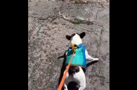 「早く！はやく！」水中に飛び込みたくてイヌがウズウズ！【アメリカ・動画】