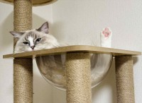 どうニャってるの？ハンモックに入ったネコの姿に目を疑う！？「トリックアートすぎない？」「イリュージョンみたい」