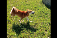 柴犬が機嫌のいい時の歩き方が話題に「ウッキウキやん！」「可愛いなぁ〜」