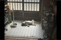 玄関で眠っているパグ。その豪快な寝相が話題に「これくらい自由でいてくれると助かる」「冷たくて気持ちいいんだろうな」