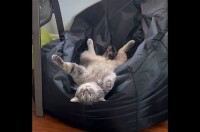 ネコもダメになる！？ビーズクッションに横になると・・快適さと引き換えにやる気を奪われた【アメリカ・動画】