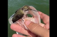 自分の釣果と主張している？釣り上げた魚にハチドリが飛んできて離れない！【アメリカ・動画】