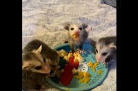 楽しいフルーツパーティー！オポッサムの赤ちゃんはみんなモグモグするのが止まらない！！【アメリカ・動画】