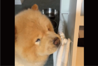 食後にふきふき！自分で口を拭くチャウチャウに反響「あらお利口さん！」「拭き方もかわいい」