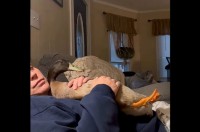 飼い主さんにだっこされるアヒル。なでなでしてもらいながらも・・視線はTVに釘付け！【アメリカ・動画】
