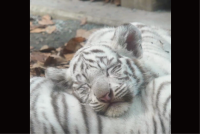 ホワイトタイガーの寝顔。幸せそうでかわいい姿に「平和で素敵な世界」「子ネコみたい」