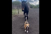 手綱を引いて馬をおさんぽさせる子犬。優しい馬は素直に言うことを聞いてトコトコ！【海外・動画】