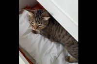 ドレッサーでネコがマジック！引き出しに隠れたと思ったら・・違う場所から現れた！？【海外・動画】