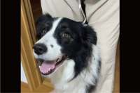 ボーダーコリーが罠にかかった！？飼い主さんの足に挟まれて嬉しそう！！「つかまっちゃった！」「嬉しそうな顔」