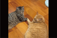 おててを合わせてくつろいでる愛猫たちに反響「絆を感じますね！」「この両者の間には誰も入れぬ」