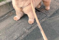 お散歩ですれ違った幼稚園児に「あのひと くま飼ってる！」と言われた時の犬の顔がかわいすぎる！