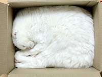 箱の中に収まるネコ。しっくりきてる時ときてない時の比較が話題に「みっちりがお好みなのね」「しっくりきてない方は、目ん玉パッチリ」