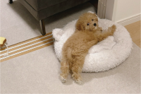 横を通りかかっただけなのに・・。目が合うと「あ、お腹撫でます？どうぞ」と開脚するマルプーに「かわいすぎる！」「撫でたいです～」