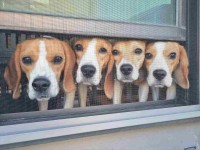 とある職場の出勤風景が話題に「なんてかわいい！」「皆挨拶してくる良い職場ですね」