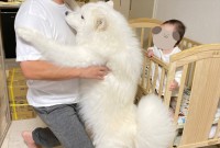 お姉ちゃんだって甘えたい日がある！赤ちゃんをだっこしようとした時にサモエドが取った行動が話題に「かわいすぎますね！」「お姉ちゃんもたまには甘えたいよね」