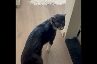 ネコの前でもう1匹の愛猫の名前を呼ぶと・・。嫉妬して怒ってる！？【海外・動画】