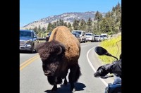 バイクの前で足を止めたバイソン。優しく声をかけると・・素直に移動してくれました！！【アメリカ・動画】