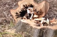 え！？どういう事！？大木を切ったら中から犬が出てきたんだけどｗ