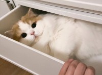 引き出しを開けたらネコがいた！いつの間にか潜り込んでいた姿はまるでタンスの妖精！