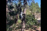 いい枝発見！高い位置にある木の枝を狙うブルーヒーラーがぶら下がって全力で綱引き！！【アメリカ・動画】