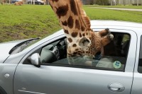 サファリパークでキリンが車に顔を突っ込んできた！運転手が咄嗟にとった行動がやってはいけない見本だった