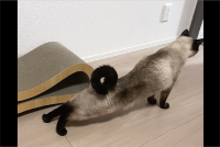 まるでドーナツ！？くるりと曲がって輪になったネコのしっぽが話題に「チョコ味ですかね？」「ダブルチョコレートね」