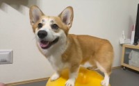 初めてのバランスボールに挑戦！乗りこなすコーギーがかわいい「バランス感覚いいんですね」「ガクガクおぼつかないのが、きゅんきゅん」