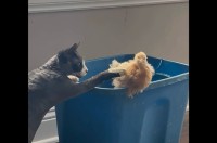 ネコはヒヨコが気になってたまらない！顔を寄せて観察したり、おててを伸ばして優しくタッチ！【アメリカ・動画】