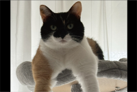 キャットタワーから見せつけてきている！？自慢げにムキムキアピールするネコが話題に「ラスボス感がすごい」「すごいマッチョ！」