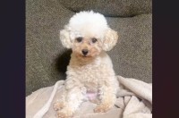 まだ眠い？お昼寝から起きてきた愛犬の姿に「まだ眠そう」「瞬き可愛い」