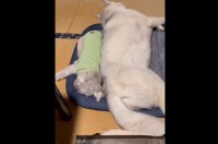 トイプードルと同じマットで寝たいハスキー犬。だけど自分の体の大きさに気付いていない！？二人のやり取りが話題に「気持ちは子犬のままなのかな」