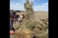 巨大な角が大活躍！男性が干し草を手でほぐしていたら・・雄ウシに後退させられた！？【アメリカ・動画】